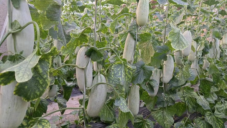 香瓜露地种植技术视频怎么学?-图2 香瓜露地种植技术视频怎么学?-图2