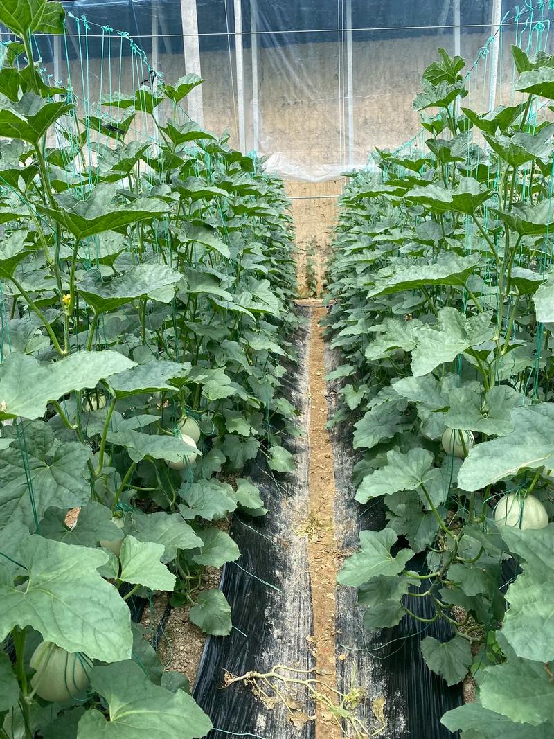 香瓜露地种植技术视频怎么学?-图1 香瓜露地种植技术视频怎么学?-图1