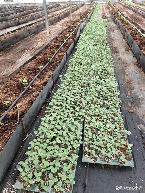 香瓜露地种植技术视频怎么学?-图3 香瓜露地种植技术视频怎么学?-图3