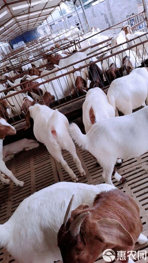 国内山羊品种有哪些?-图1 国内山羊品种有哪些?-图1