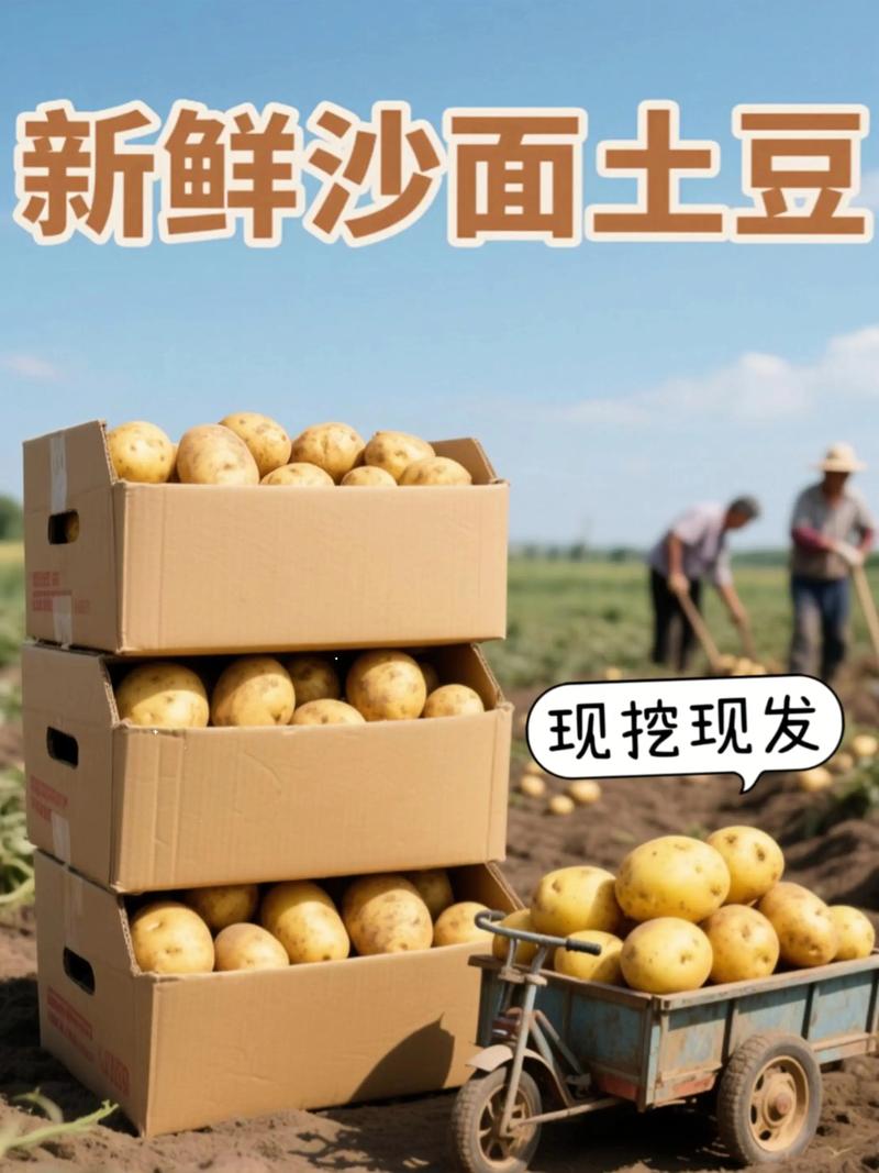 2025广东土豆价格会涨还是跌？-图1