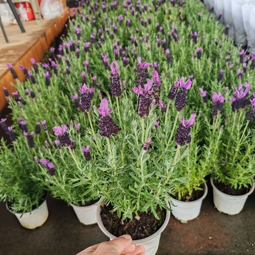 鼠尾草与薰衣草,价格差异因何大?-图2 鼠尾草与薰衣草,价格差异因何大?-图2