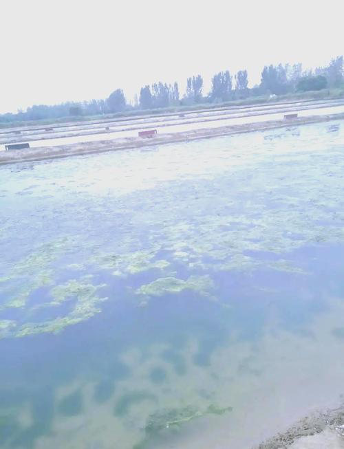 泉水养殖大闸蟹，如何攻克技术难点？-图2