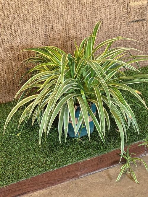 吊兰有哪些常见品种？-图2