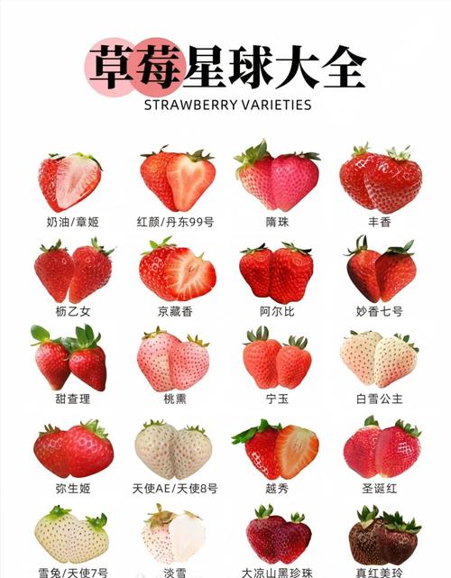 草莓哪个品种口感最好？-图1