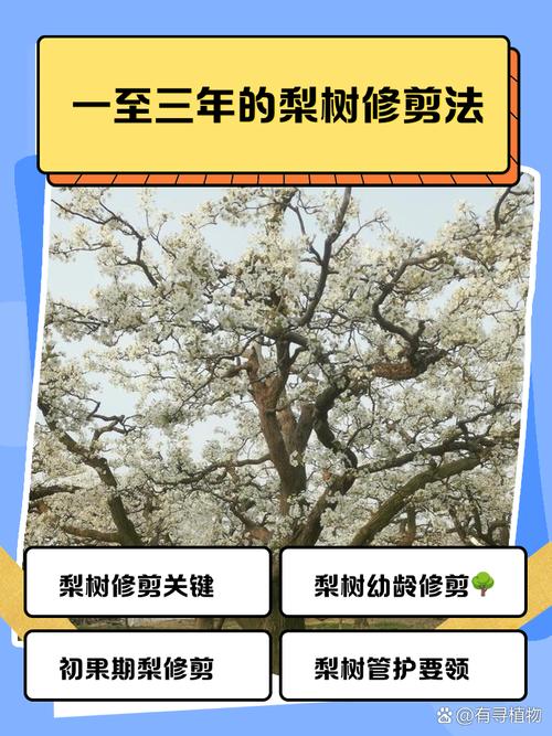 梨树整形修剪视频,新手怎么学?-图1 梨树整形修剪视频,新手怎么学?-图1