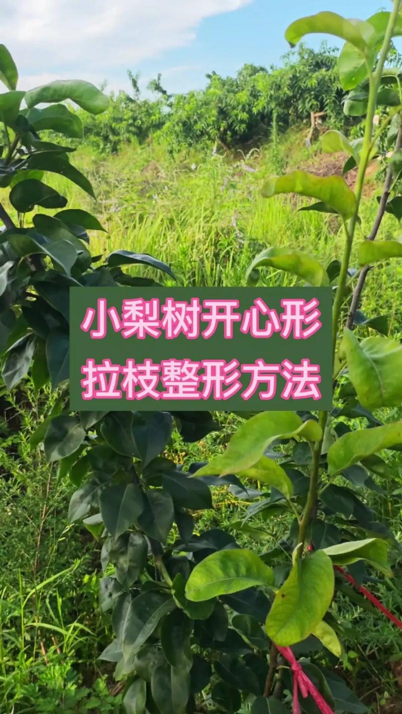 梨树整形修剪视频,新手怎么学?-图2 梨树整形修剪视频,新手怎么学?-图2