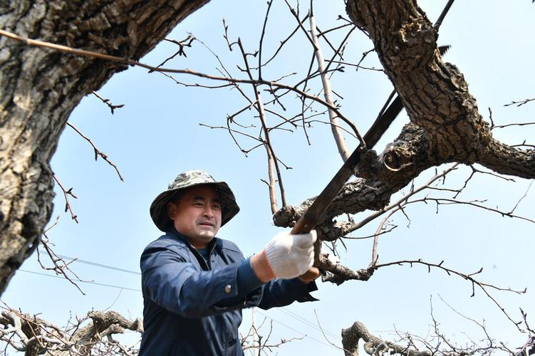 梨树整形修剪视频,新手怎么学?-图3 梨树整形修剪视频,新手怎么学?-图3