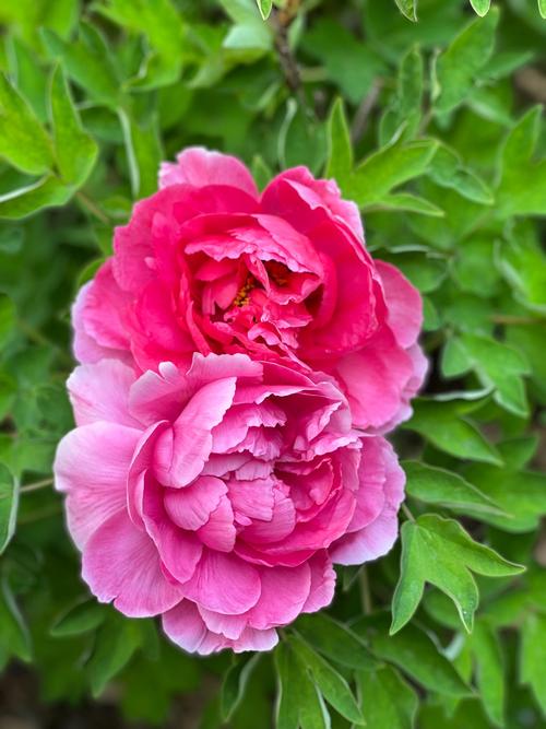 哪些牡丹名贵品种最值得观赏？-图1