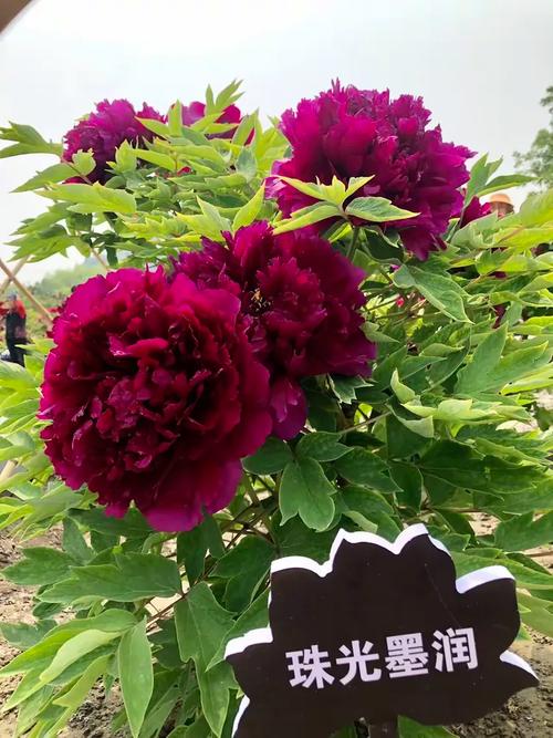 哪些牡丹名贵品种最值得观赏？-图3
