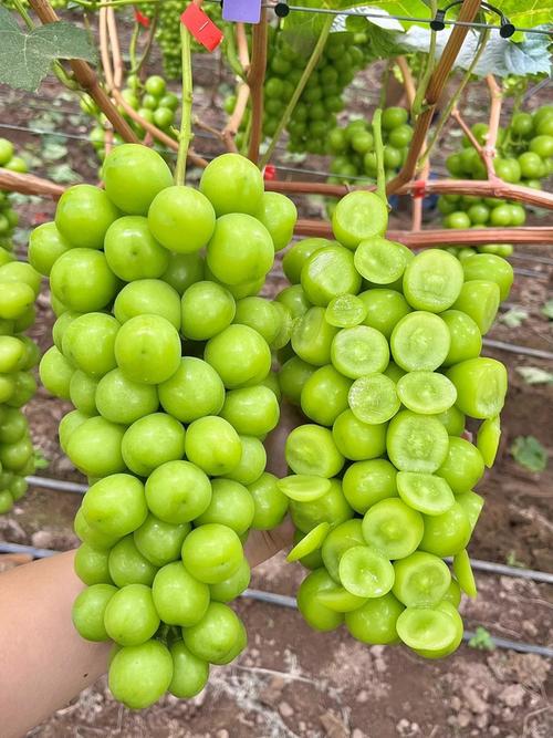 绿色葡萄有哪些常见品种？-图1