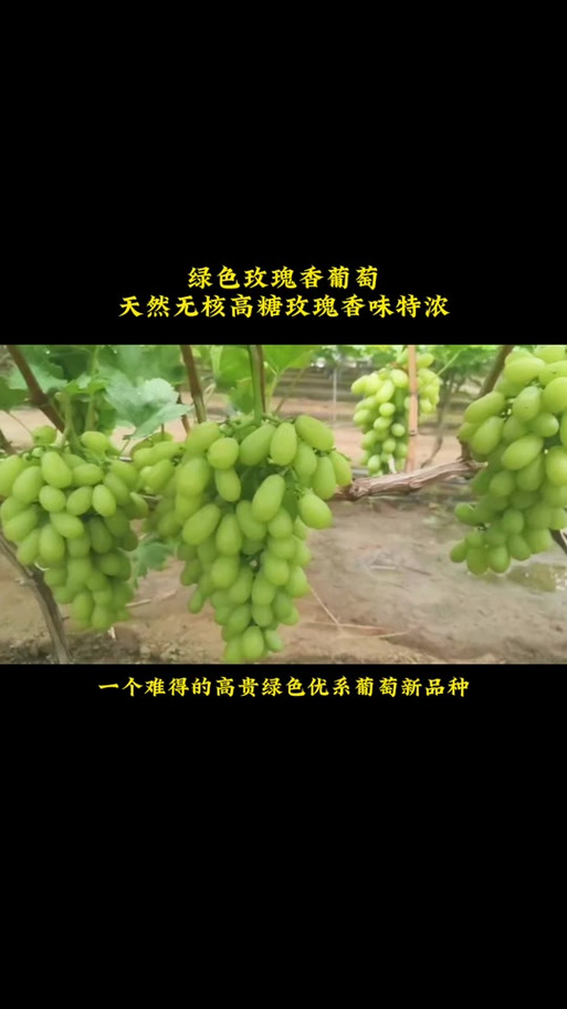 绿色葡萄有哪些常见品种？-图3