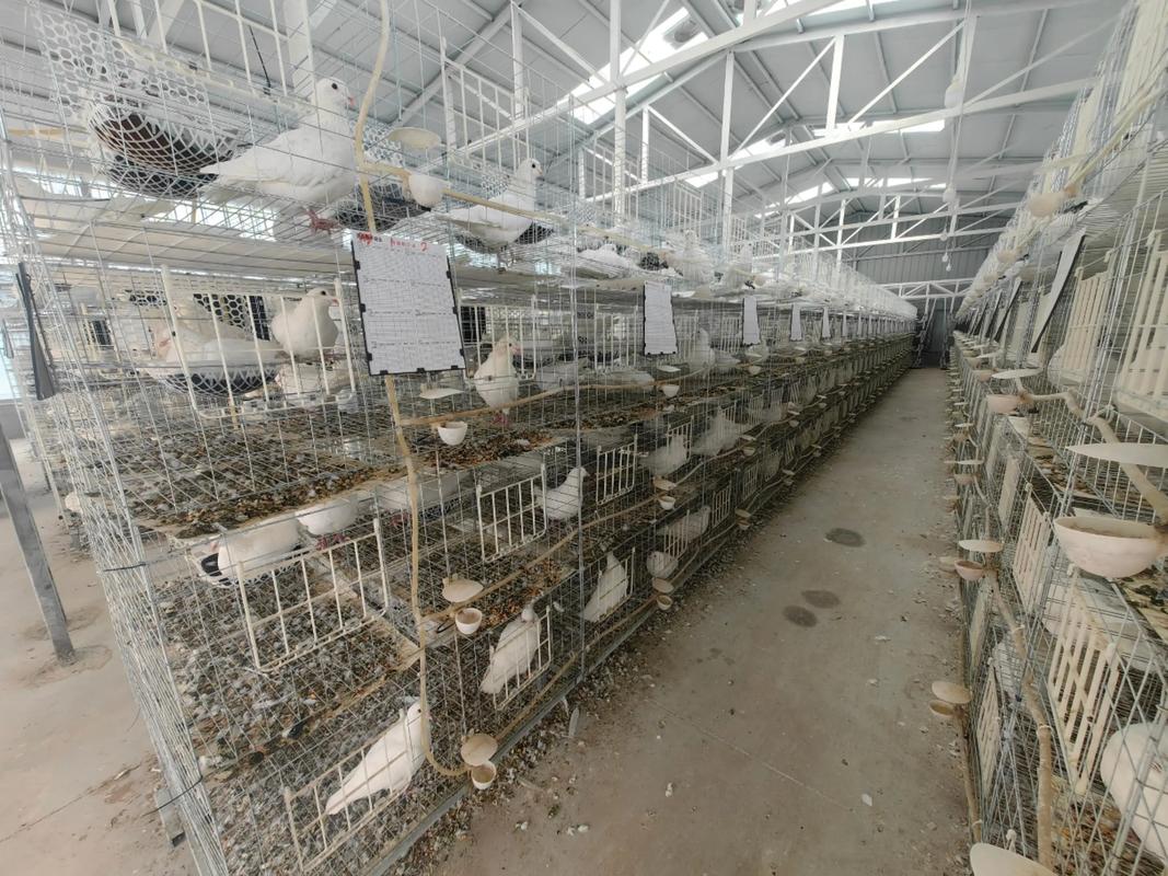 冬天鸽子养殖技术视频有哪些要点？-图2