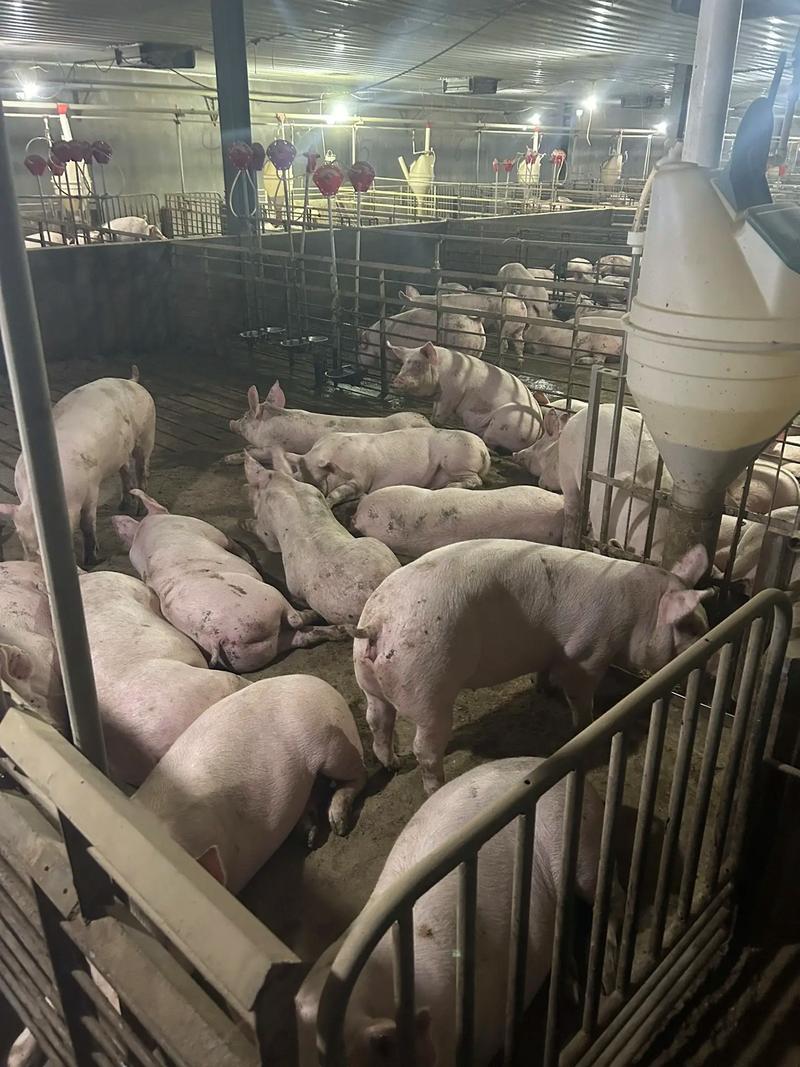 农村养猪技术视频，怎么播放最有效？-图2