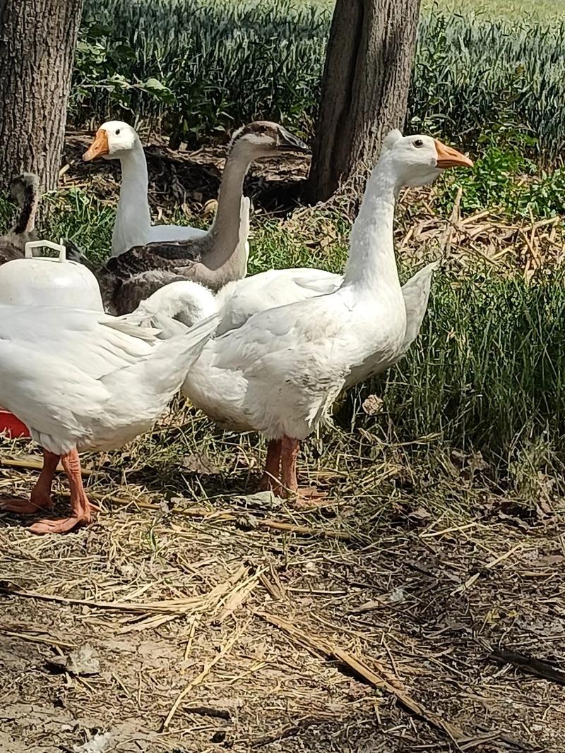 吉林白鹅是哪个品种？-图1