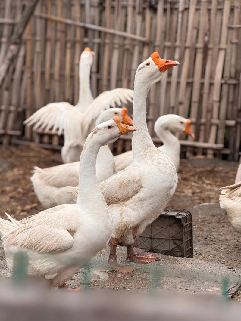 吉林白鹅是哪个品种？-图2