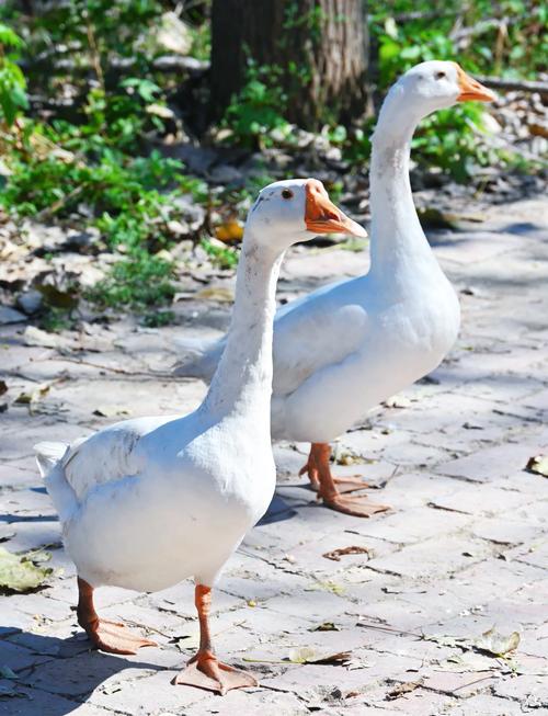 吉林白鹅是哪个品种？-图3