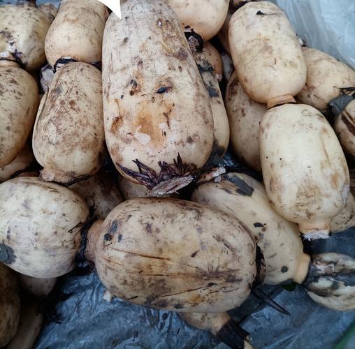 哪种莲藕品种最贵？-图3