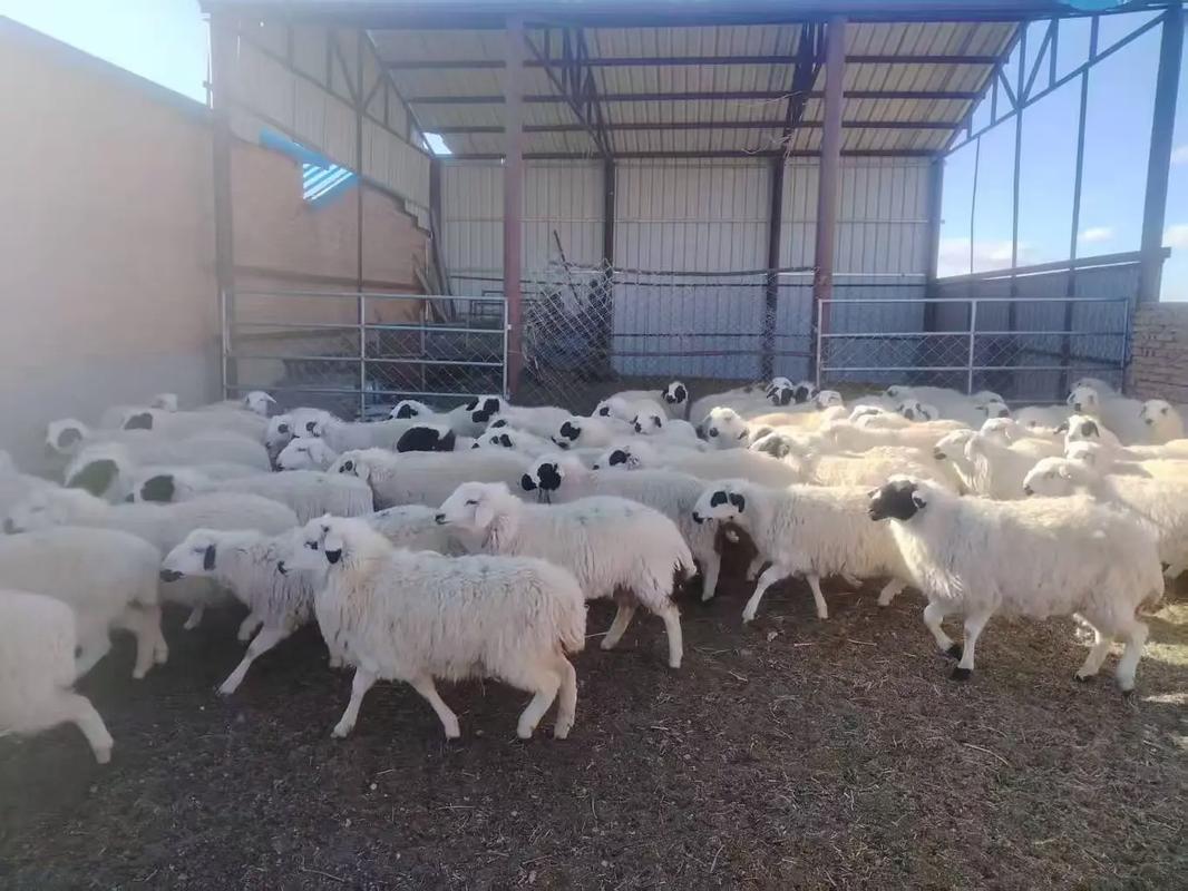 什么品种母羊干净？-图1