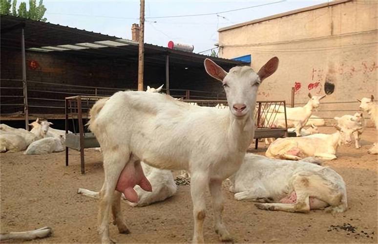 什么品种母羊干净？-图2