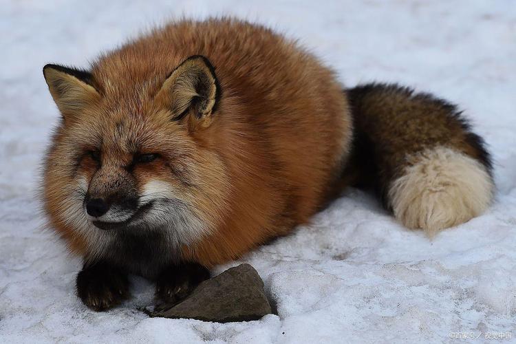 貉子品种有哪些？附图片参考。-图1