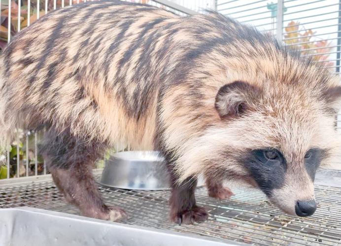 貉子品种有哪些？附图片参考。-图2