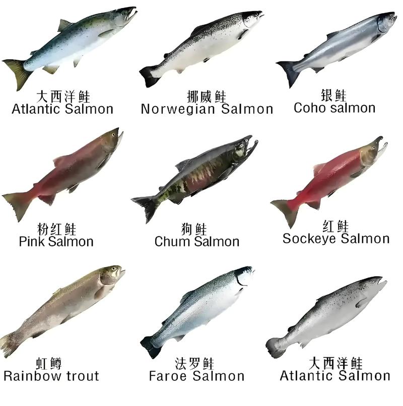 水产市场有哪些常见品种？-图1