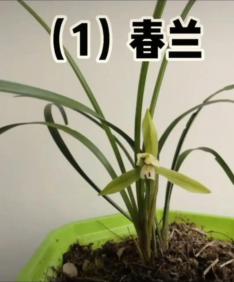 野生兰花品种如何快速识别？-图1