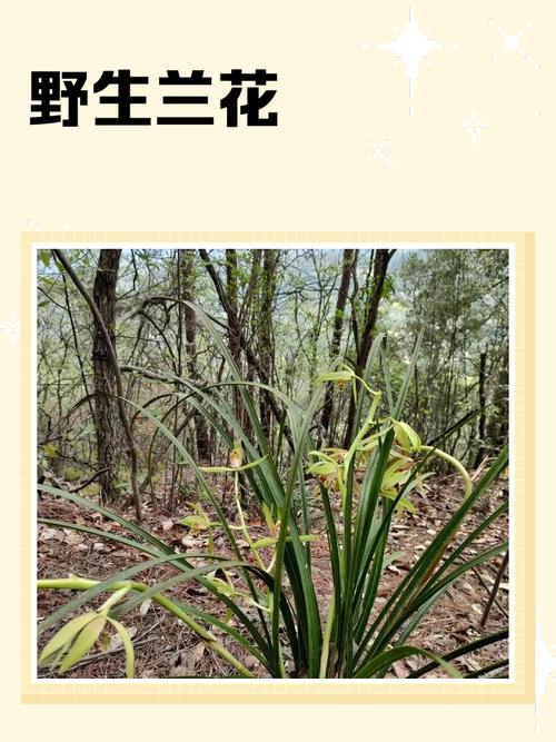 野生兰花品种如何快速识别？-图2