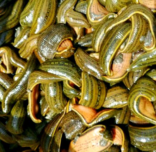 蚂蟥养殖技术视频有哪些关键要点？-图3