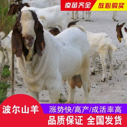 波尔山羊最新价多少？-图1