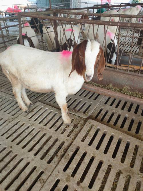 波尔山羊最新价多少？-图2