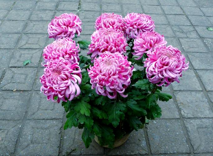 哪些菊花品种易矮化？-图1