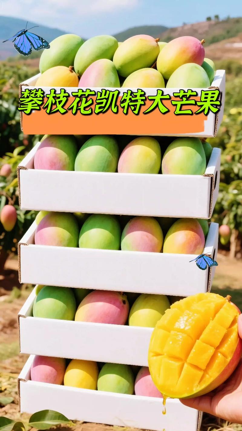 凯特芒果种植技术视频-图3