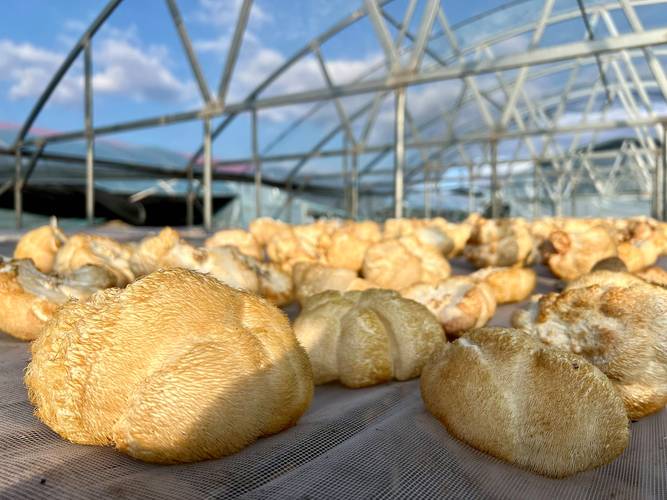 猴头菇种植视频,关键技术有哪些?-图1 猴头菇种植视频,关键技术有哪些?-图1