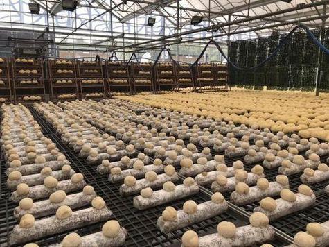 猴头菇种植视频,关键技术有哪些?-图2 猴头菇种植视频,关键技术有哪些?-图2