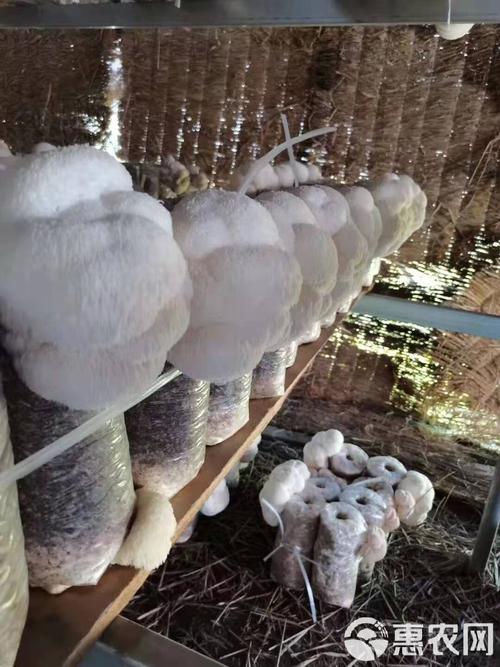 猴头菇种植视频,关键技术有哪些?-图3 猴头菇种植视频,关键技术有哪些?-图3