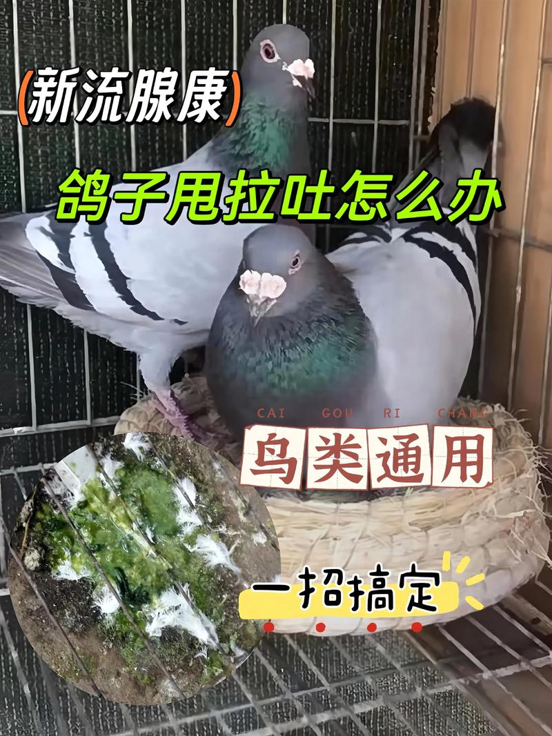 鸽子养殖视频技术要点有哪些？-图1