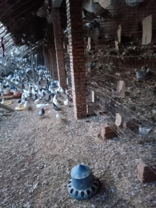 鸽子养殖视频技术要点有哪些？-图3