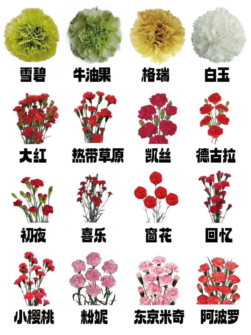 康乃馨品种图片及简介-图2 康乃馨品种图片及简介-图2