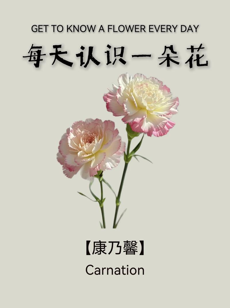 康乃馨品种图片及简介-图3 康乃馨品种图片及简介-图3