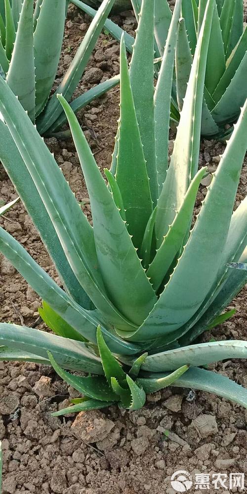 库拉索芦荟品种有哪些?附图片识别指南。-图2 库拉索芦荟品种有哪些?附图片识别指南。-图2