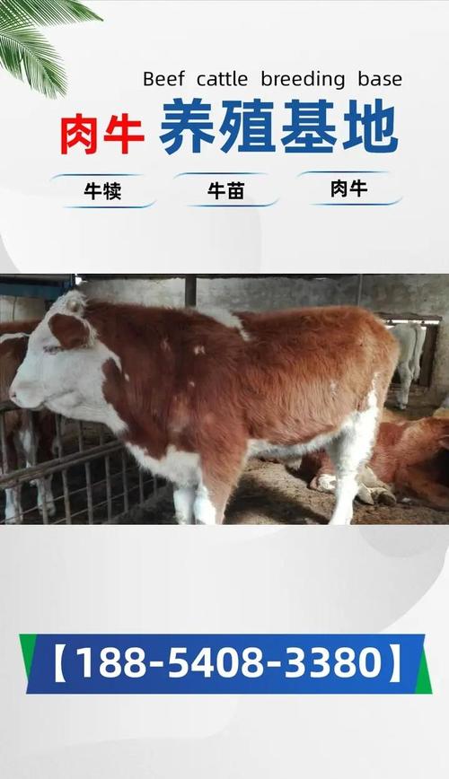 基础母牛饲养管理技术有哪些关键要点?-图3 基础母牛饲养管理技术有哪些关键要点?-图3