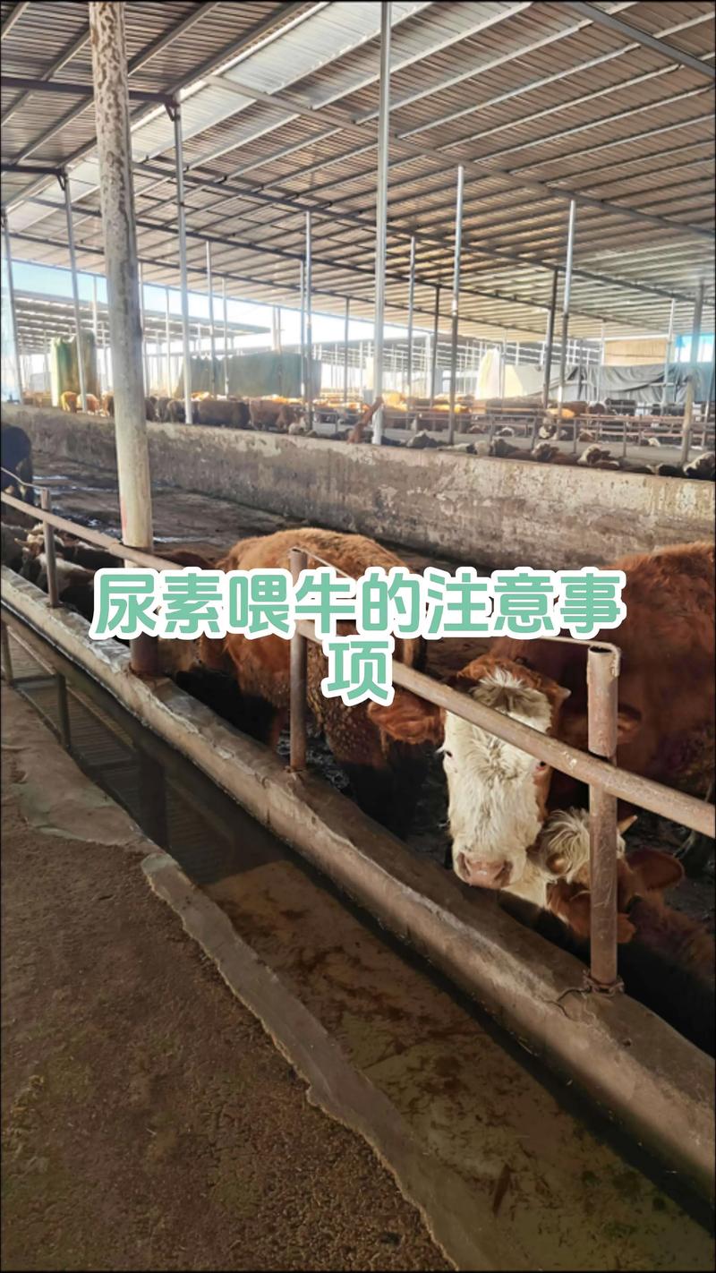 基础母牛饲养管理技术有哪些关键要点?-图2 基础母牛饲养管理技术有哪些关键要点?-图2