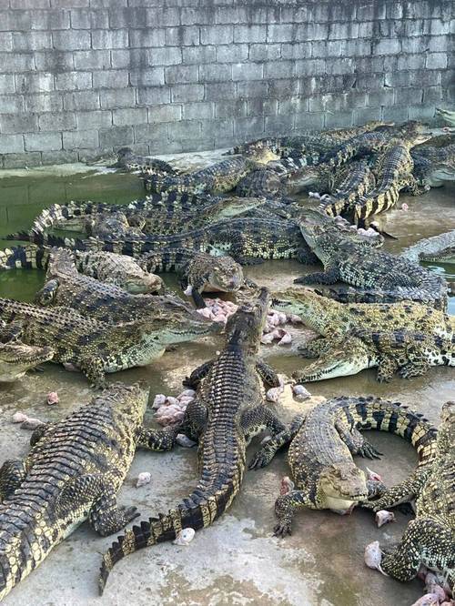 鳄鱼养殖技术直播怎么学？-图1