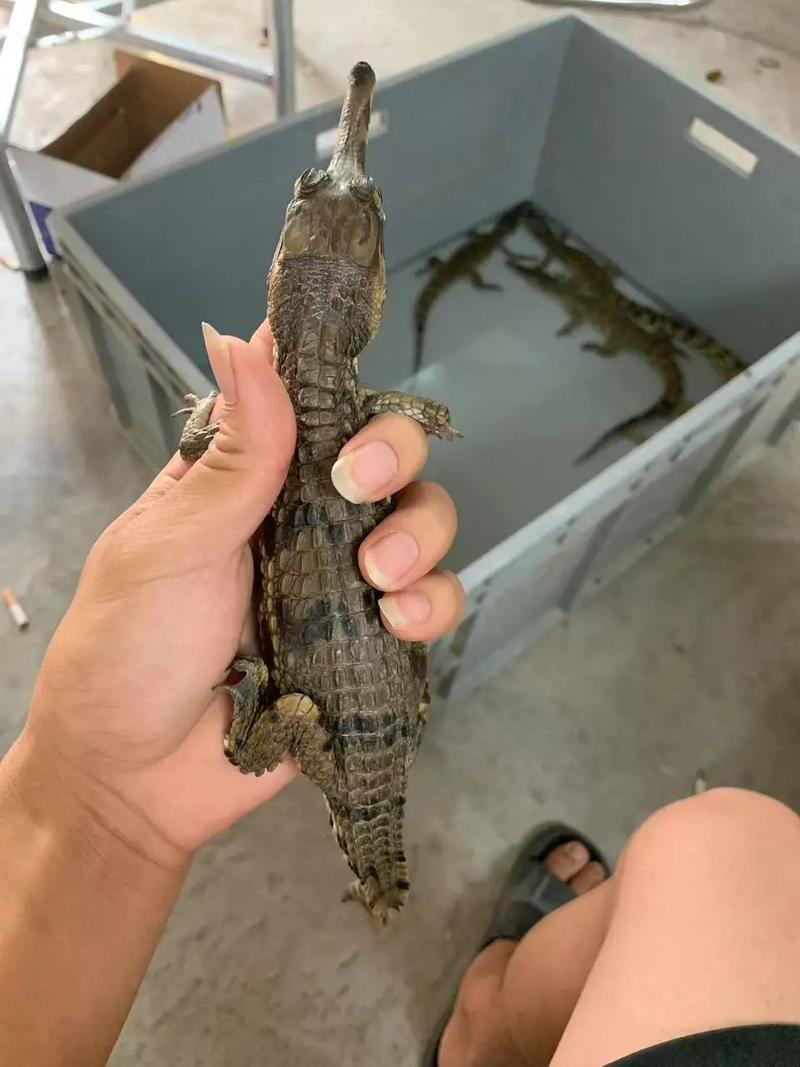 鳄鱼养殖技术直播怎么学？-图2