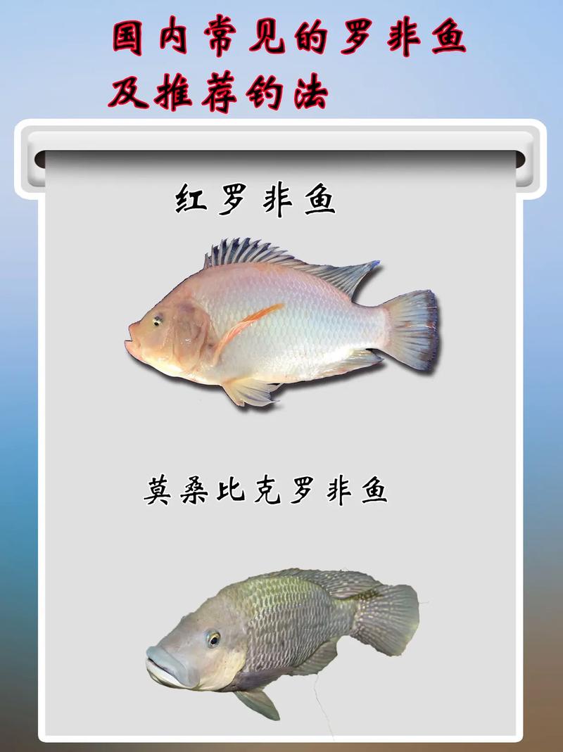 罗非鱼哪个品种最优?养殖效益怎么选?-图3 罗非鱼哪个品种最优?养殖效益怎么选?-图3