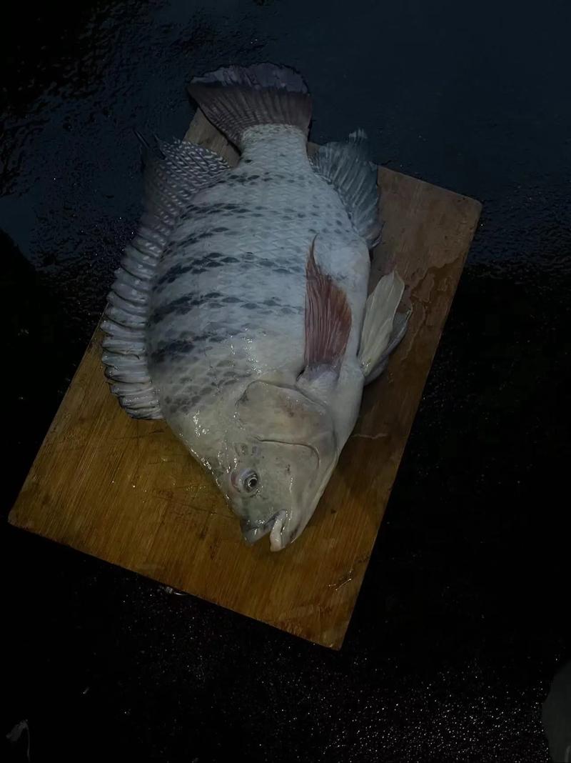 罗非鱼哪个品种最优?养殖效益怎么选?-图2 罗非鱼哪个品种最优?养殖效益怎么选?-图2