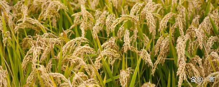353水稻品种是什么?-图2 353水稻品种是什么?-图2
