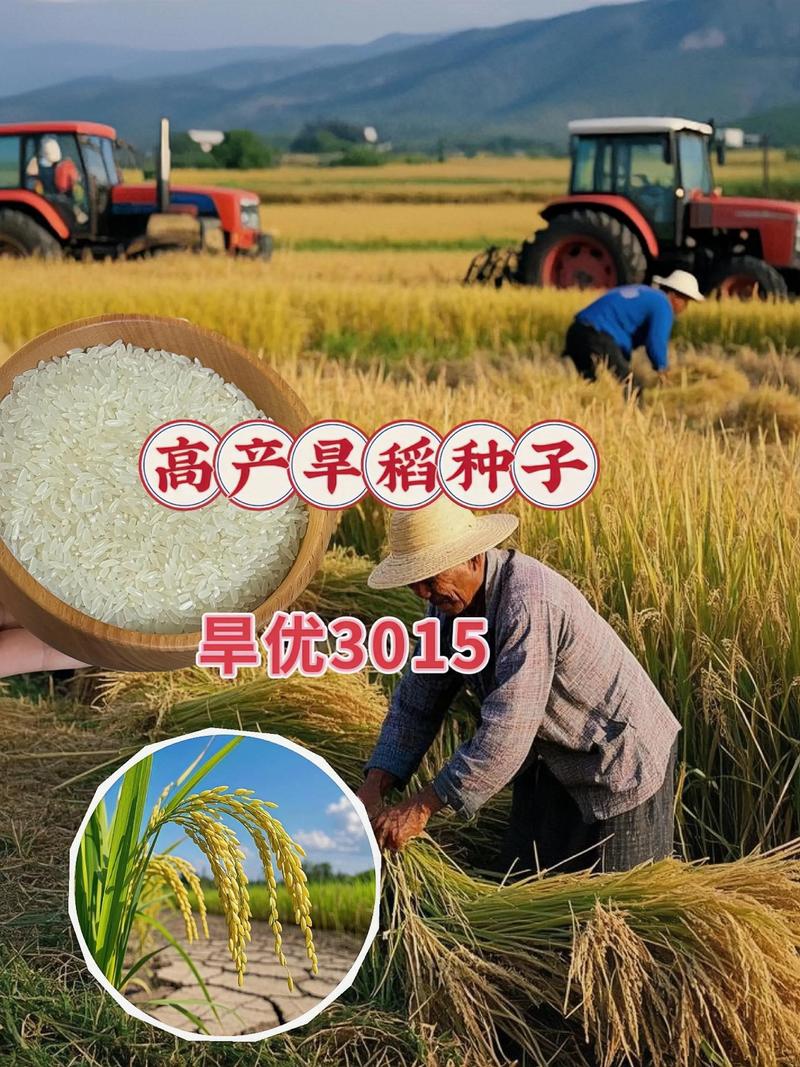 353水稻品种是什么?-图3 353水稻品种是什么?-图3